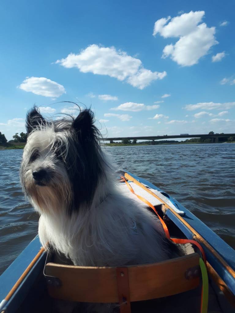 Hund im Faltboot - Foto: Fam. Gronert